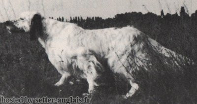 Setter Anglais CLODO DELLA BASSANA Setter Anglais CLODO DELLA BASSANA